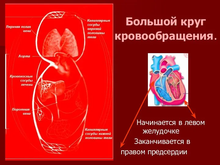 Большой круг кровообращения. Начинается в левом желудочке Заканчивается в правом предсердии