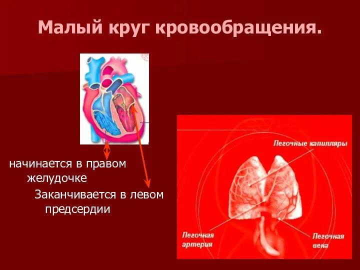 Малый круг кровообращения. начинается в правом желудочке Заканчивается в левом предсердии