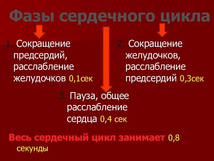 1. Сокращение предсердий, расслабление желудочков 0,1сек 2. Сокращение желудочков, расслабление предсердий