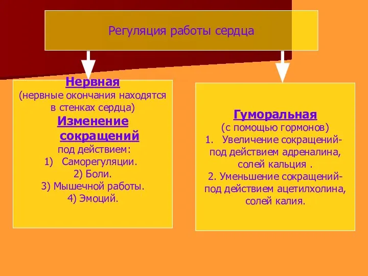 Регуляция работы сердца Нервная (нервные окончания находятся в стенках сердца) Изменение