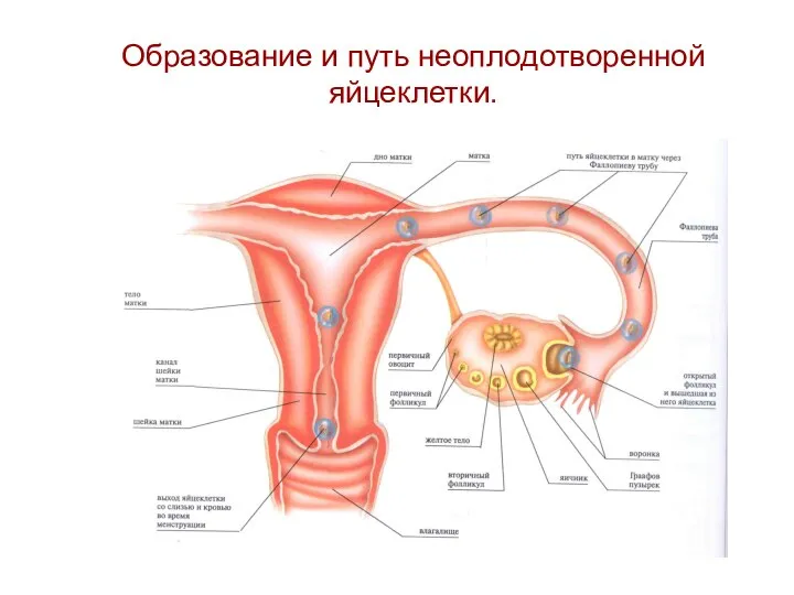 Образование и путь неоплодотворенной яйцеклетки.