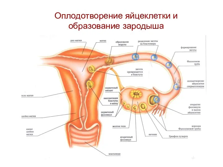 Оплодотворение яйцеклетки и образование зародыша