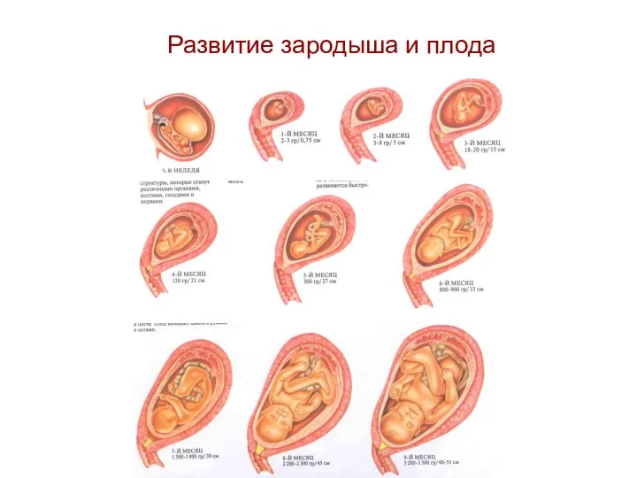 Развитие зародыша и плода