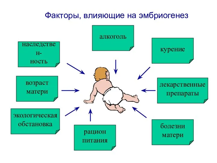 Факторы, влияющие на эмбриогенез алкоголь наследствен- ность возраст матери экологическая обстановка