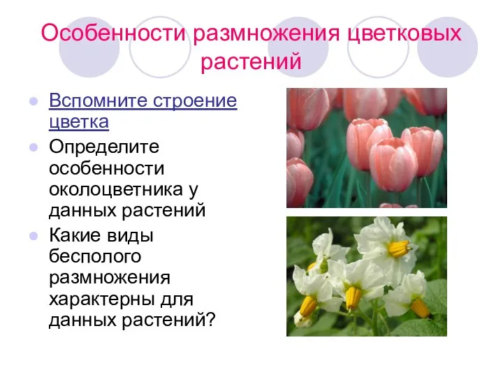 Особенности размножения цветковых растений Вспомните строение цветка Определите особенности околоцветника у