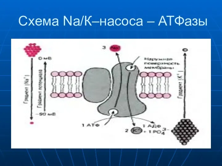 Схема Na/К–насоса – АТФазы