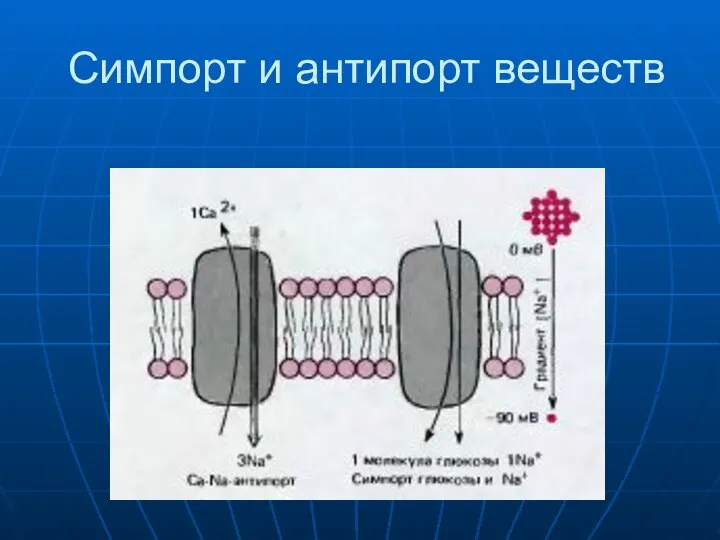 Симпорт и антипорт веществ