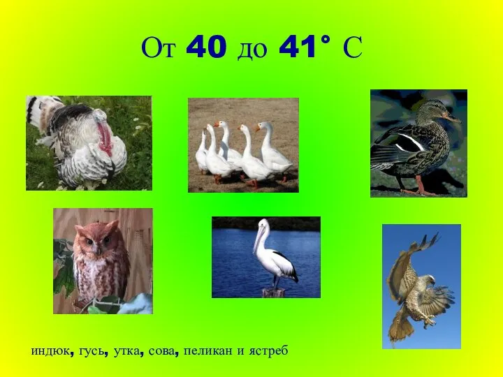 От 40 до 41° С индюк, гусь, утка, сова, пеликан и ястреб