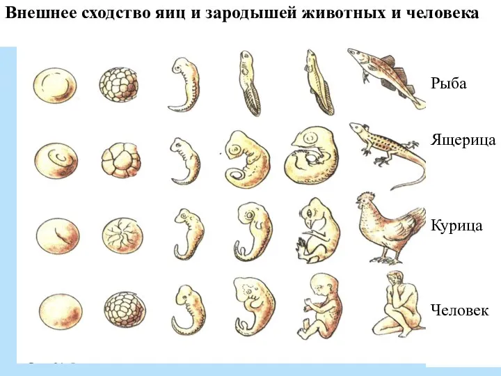 Внешнее сходство яиц и зародышей животных и человека Рыба Ящерица Курица Человек