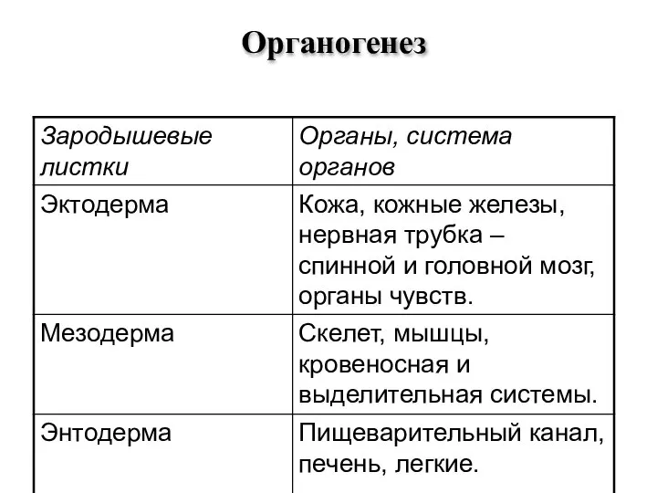 Органогенез