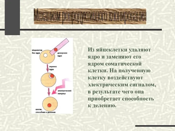 Из яйцеклетки удаляют ядро и заменяют его ядром соматической клетки. На