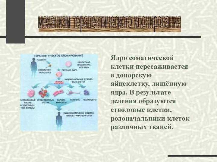 Ядро соматической клетки пересаживается в донорскую яйцеклетку, лишённую ядра. В результате