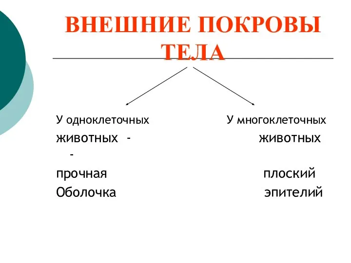 ВНЕШНИЕ ПОКРОВЫ ТЕЛА У одноклеточных У многоклеточных животных - животных - прочная плоский Оболочка эпителий