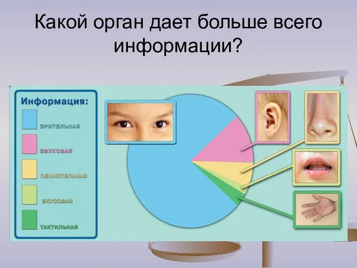 Какой орган дает больше всего информации?