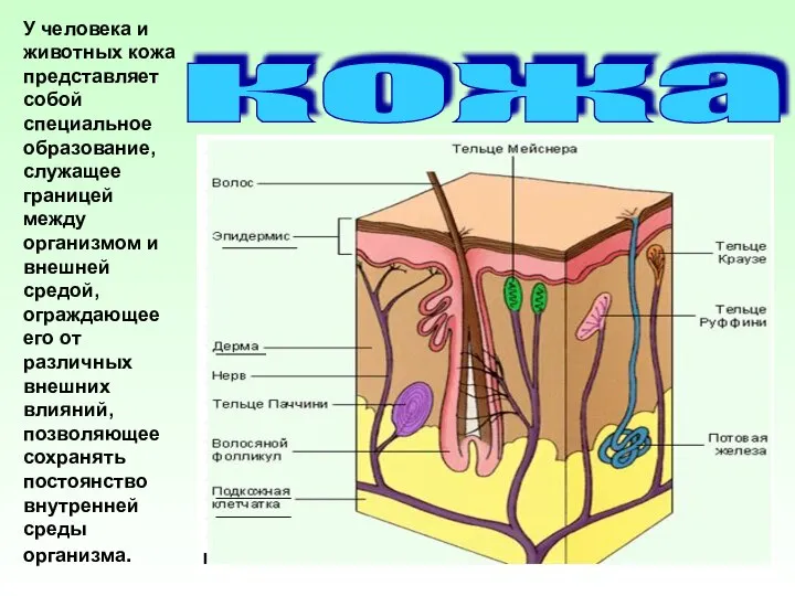 кожа У человека и животных кожа представляет собой специальное образование, служащее