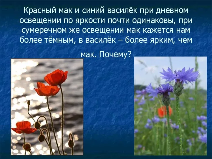 Красный мак и синий василёк при дневном освещении по яркости почти