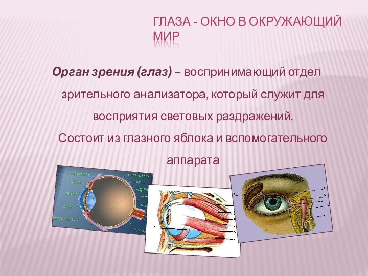 Орган зрения (глаз) – воспринимающий отдел зрительного анализатора, который служит для