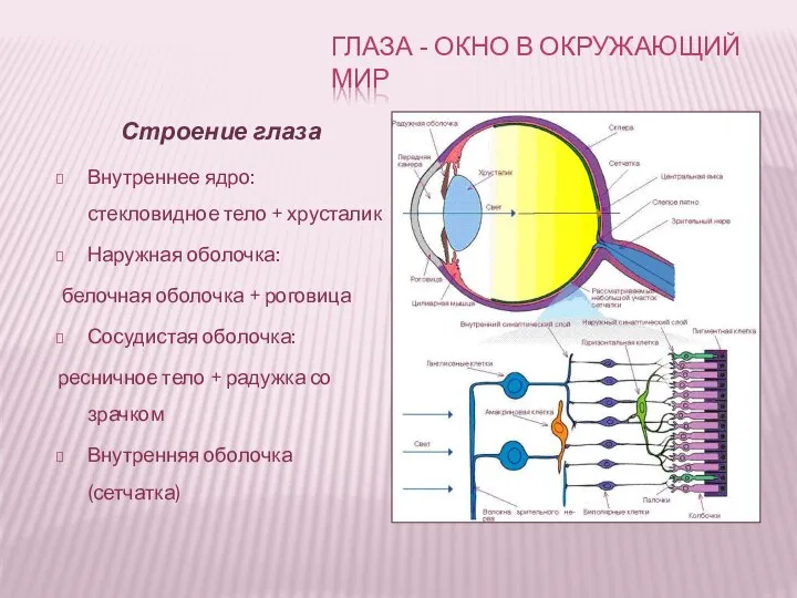 Строение глаза Внутреннее ядро: стекловидное тело + хрусталик Наружная оболочка: белочная