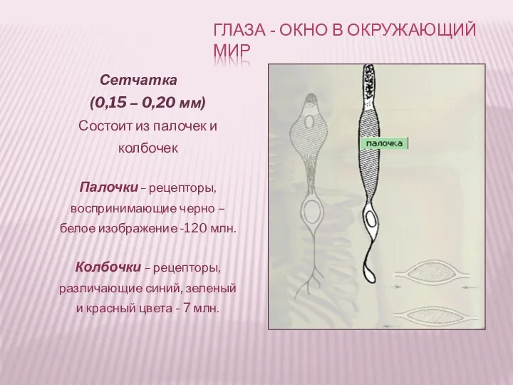 Сетчатка (0,15 – 0,20 мм) Состоит из палочек и колбочек Палочки