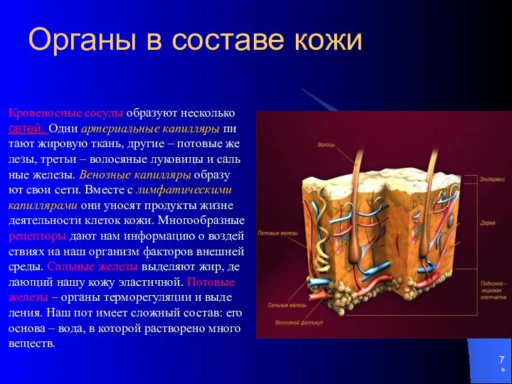 * Органы в составе кожи Кровеносные сосуды образуют несколько сетей. Одни