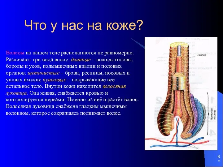 * Что у нас на коже? Волосы на нашем теле располагаются