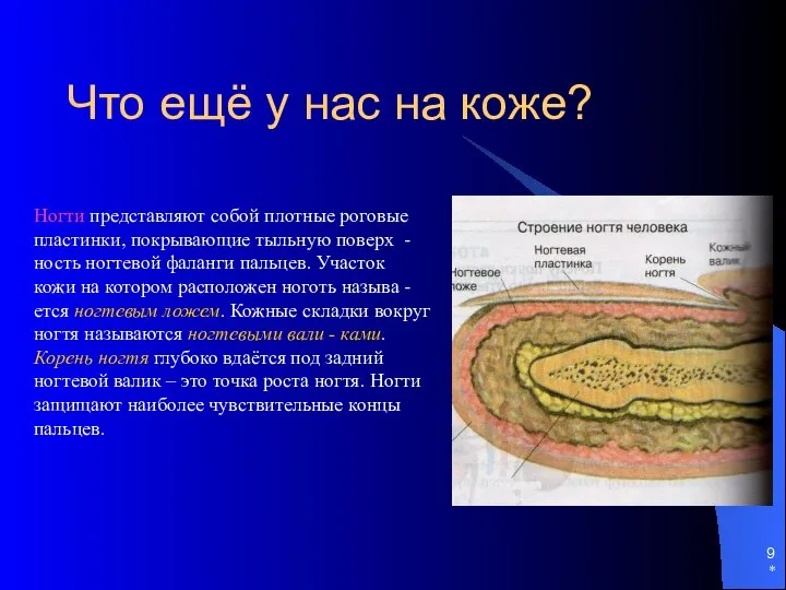 * Что ещё у нас на коже? Ногти представляют собой плотные