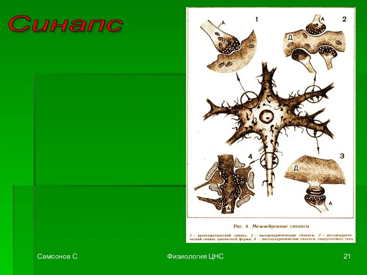 Самсонов С Физиология ЦНС Синапс