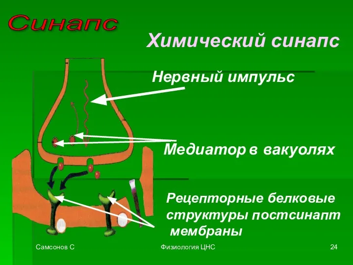 Самсонов С Физиология ЦНС Синапс Химический синапс Медиатор в вакуолях Нервный