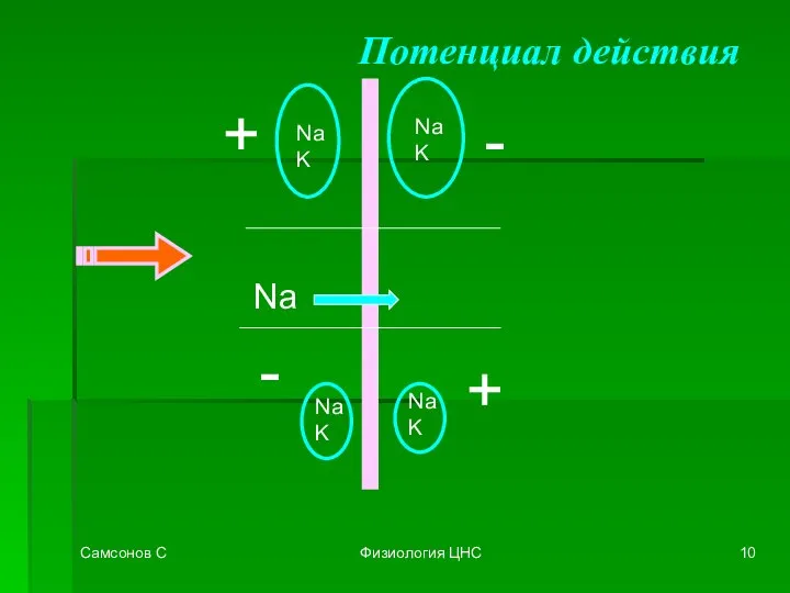 Самсонов С Физиология ЦНС Потенциал действия Na K Na K +