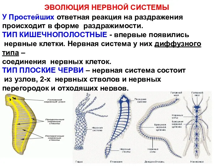 ЭВОЛЮЦИЯ НЕРВНОЙ СИСТЕМЫ У Простейших ответная реакция на раздражения происходит в