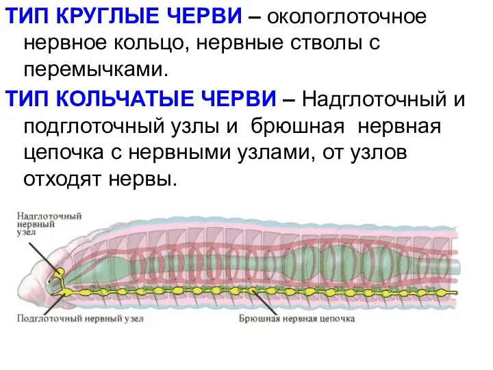 ТИП КРУГЛЫЕ ЧЕРВИ – окологлоточное нервное кольцо, нервные стволы с перемычками.