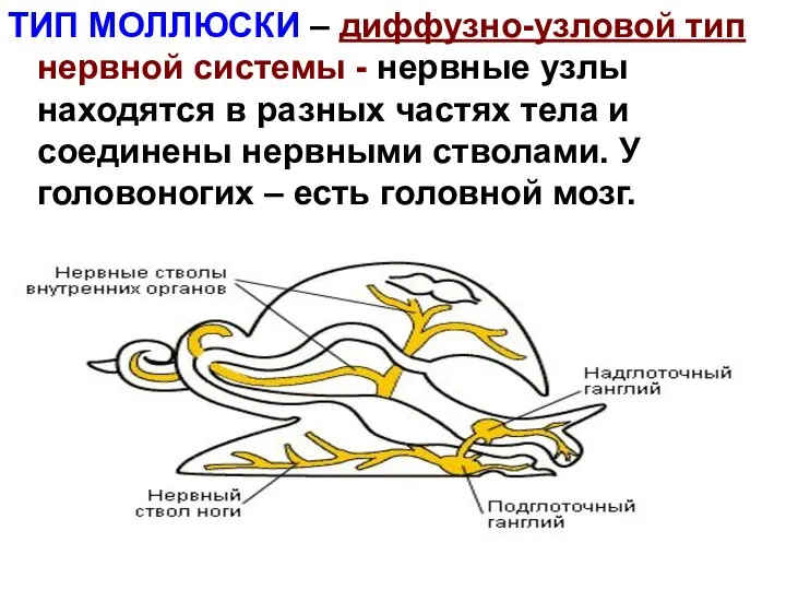 ТИП МОЛЛЮСКИ – диффузно-узловой тип нервной системы - нервные узлы находятся