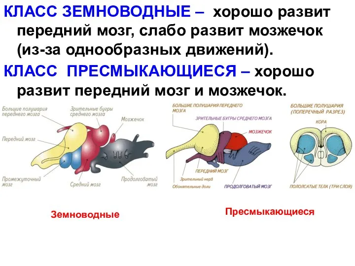 КЛАСС ЗЕМНОВОДНЫЕ – хорошо развит передний мозг, слабо развит мозжечок (из-за