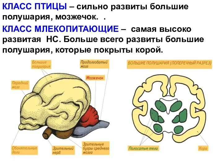 КЛАСС ПТИЦЫ – сильно развиты большие полушария, мозжечок. . КЛАСС МЛЕКОПИТАЮЩИЕ