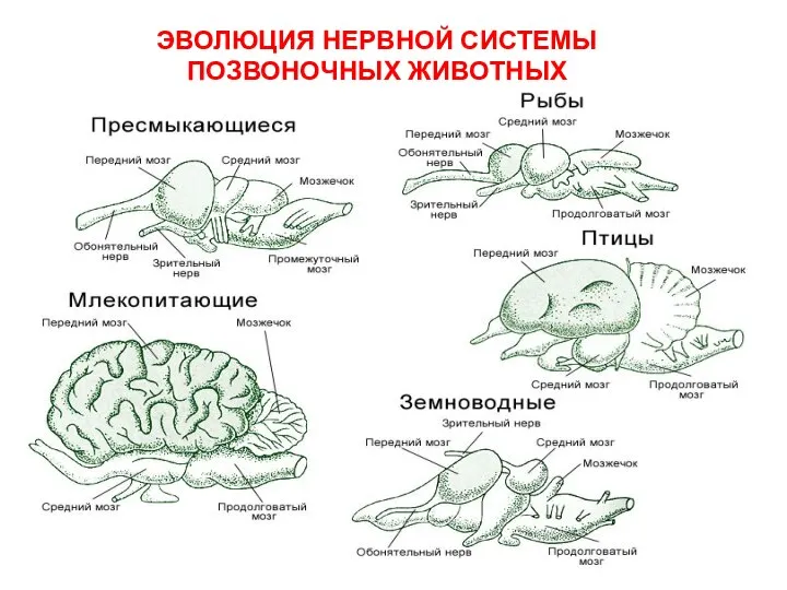 ЭВОЛЮЦИЯ НЕРВНОЙ СИСТЕМЫ ПОЗВОНОЧНЫХ ЖИВОТНЫХ