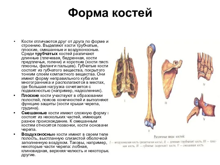Форма костей Кости отличаются друг от друга по форме и строению.