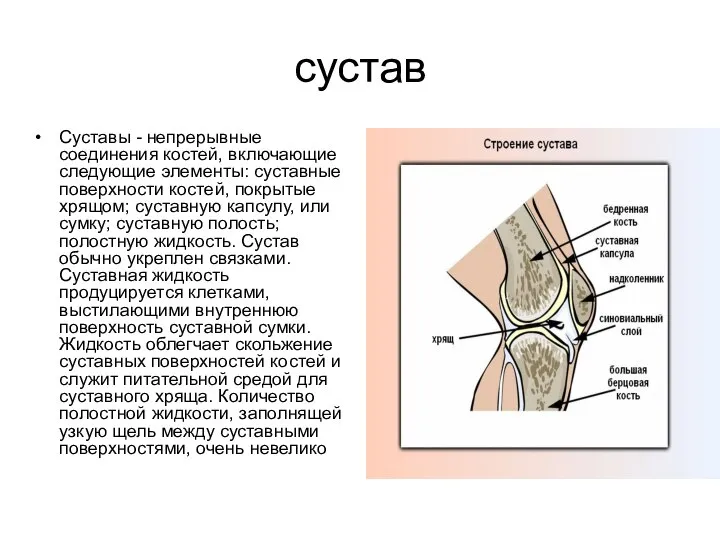 сустав Суставы - непрерывные соединения костей, включающие следующие элементы: суставные поверхности