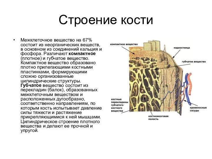 Строение кости Межклеточное вещество на 67% состоит из неорганических веществ, в