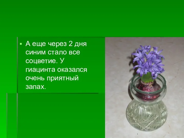 А еще через 2 дня синим стало все соцветие. У гиацинта оказался очень приятный запах.