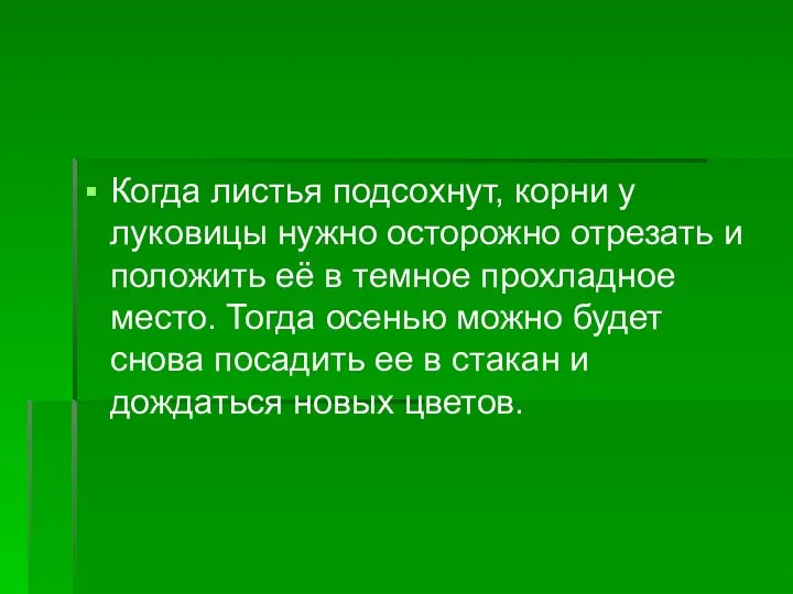 Когда листья подсохнут, корни у луковицы нужно осторожно отрезать и положить