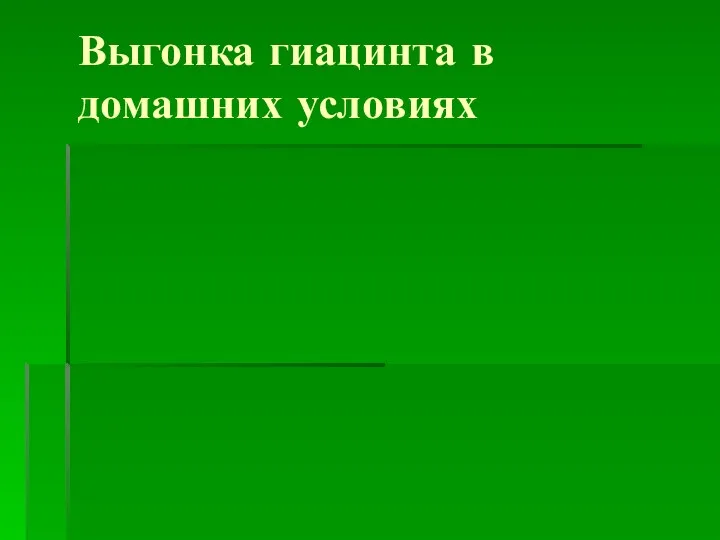 Выгонка гиацинта в домашних условиях