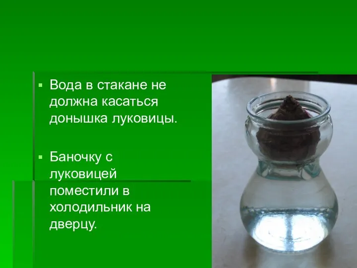 Вода в стакане не должна касаться донышка луковицы. Баночку с луковицей поместили в холодильник на дверцу.