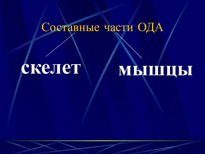 Составные части ОДА скелет мышцы