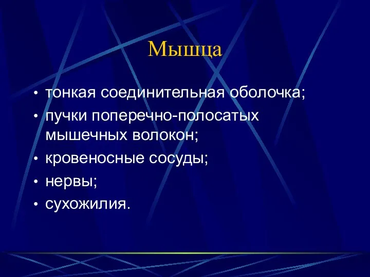 Мышца тонкая соединительная оболочка; пучки поперечно-полосатых мышечных волокон; кровеносные сосуды; нервы; сухожилия.