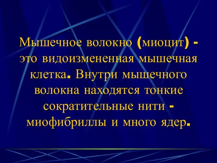 Мышечное волокно (миоцит) - это видоизмененная мышечная клетка. Внутри мышечного волокна