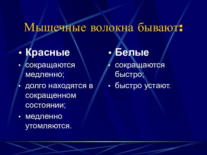 Мышечные волокна бывают: Красные сокращаются медленно; долго находятся в сокращенном состоянии;