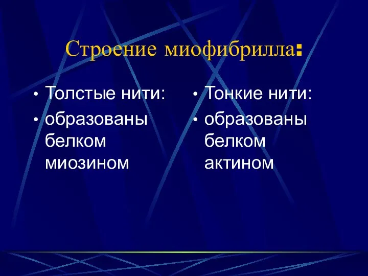 Строение миофибрилла: Толстые нити: образованы белком миозином Тонкие нити: образованы белком актином