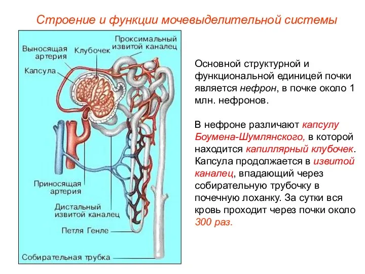 Основной структурной и функциональной единицей почки является нефрон, в почке около