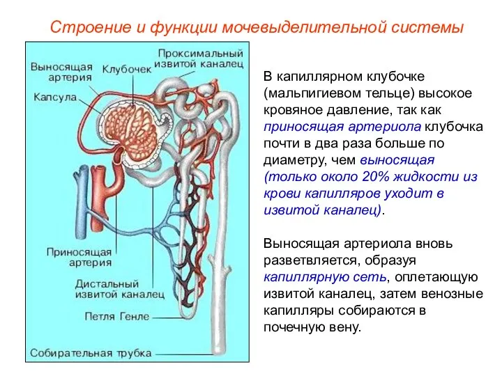 В капиллярном клубочке (мальпигиевом тельце) высокое кровяное давление, так как приносящая