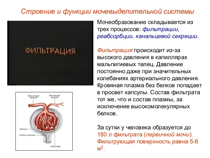 Мочеобразование складывается из трех процессов: фильтрации, реабсорбции, канальцевой секреции. Фильтрация происходит